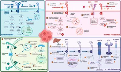 HER2-targeted therapies for HER2-positive early-stage breast cancer: present and future